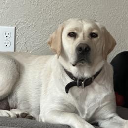 Labrador Retrievers from Ski2Sky Labradors