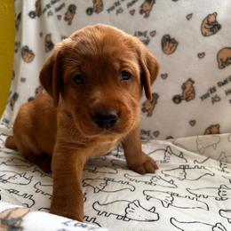 Joker - Yellow male Labrador Retriever puppy in Melrose, New Mexico from ECMO Farm Dalmatians & Labrador Retrievers
