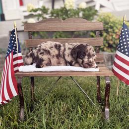 Franklin - Merle male Goldendoodle puppy in Nashville, Tennessee from Hilton Doodles