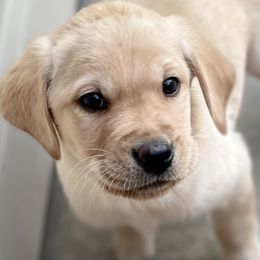 Boy 2 - male Labrador Retriever puppy in Tomahawk, Wisconsin from Mahner Labs