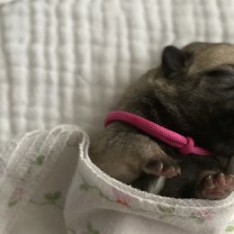 Girl 2 - Fawn Pug puppy in Live Oak, Florida from Heartstring Pugs