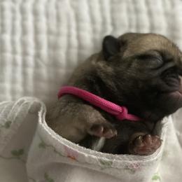 Girl 2 - Fawn Pug puppy in Live Oak, Florida from Heartstring Pugs
