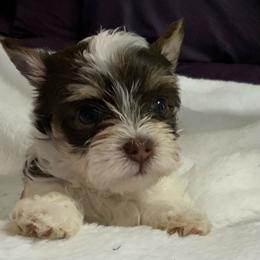 Yorkshire Terrier Puppies from Lynnie’s Lovables Yorkies