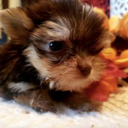 Yorkshire Terriers from Sunflower Yorkies