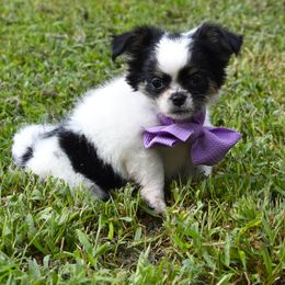 LadyBug - Black and tan female Chihuahua puppy in Gloucester, Virginia from Charlotte's Web of Chihuahuas