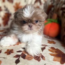 Sleepy - Tricolor male Shih Tzu puppy in Las Vegas, Nevada from Vegas Shih Tzus