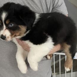 M n M - Black tri-color male Australian Shepherd puppy in Kenosha, Wisconsin from Out of this World Aussies