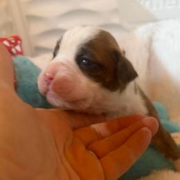 Grey - Brindle female Boxer puppy in Evington, Virginia from Boxer Tails