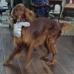Irish Setter All Grown Up from Catherine Powell