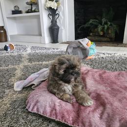 Shihpoo and Shih Tzu Puppies from The Luckie Puppy