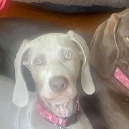 Weimaraners from Lara Wines' Weimaraners