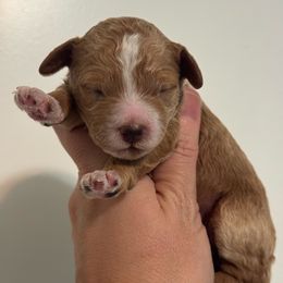 Girl 2 - Buff female Cockapoo puppy in Granger, Iowa from M&M Cockapoos of Iowa