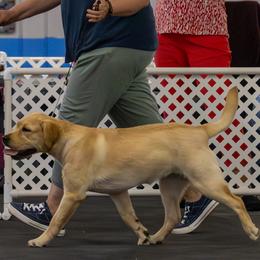 Labrador Retriever All Grown Up from Bad River Labradors
