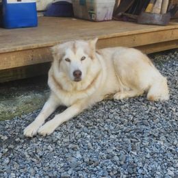 Zoey Lynn - Alaskan Malamute