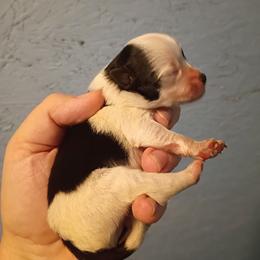 Boy 3 - Black parti male Pomeranian puppy in Parthenon, Arkansas from Michelle's Poms