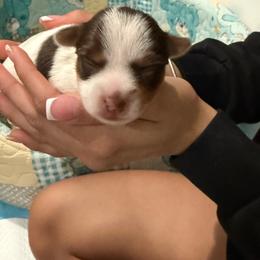 Ivy - Chocolate, tan and white female Yorkshire Terrier puppy in Pembroke Pines, Florida from Sunshine Parti Yorkies