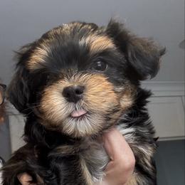 Boy 2 - Black and tan male Havanese puppy in Walpole, Massachusetts from Golden Glen Havanese