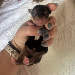 Sunrise Sam - Blue and gold male Yorkshire Terrier puppy in Waianae, Hawaii from Makanalani Yorkies and Iggys