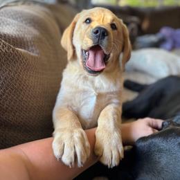 Brown Collar - Yellow male Labrador Retriever puppy in Somerset, California from Cantina Labs and Cavs