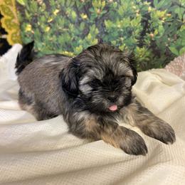Brindle boy.. that little tongue lol - Brindle male Shih Tzu puppy in Missouri from Anna's Babies in the Midwest