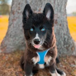 Honey - Black and white female Pomsky puppy in Cleveland, Ohio from Lake Point Pomskies