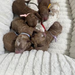 Male 1 first pick - Blenheim male Cavapoo puppy in Mona, Utah from Hearts Full of Puppies