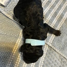 Boy 4 - male Poodle puppy in St. Johnsbury, Vermont from Poodles of the Northern Woods