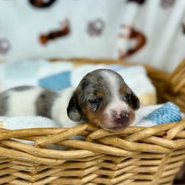 Cara - Dapple female Dachshund puppy in Three Rivers, Michigan from Michiana Dachshunds