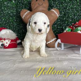 Yellow girl - White female Bernedoodle puppy in Modesto, California from Two Doods Doodles