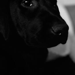 Labrador Retriever Puppies from Triple L Labs & Co.