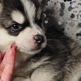 Aussiedoodles, Companion Crosses, Pomskies, and Pugs from Perfect Pugs