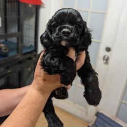 Max - Black male Cocker Spaniel puppy in Hernando, Florida from Blackwater Kennel