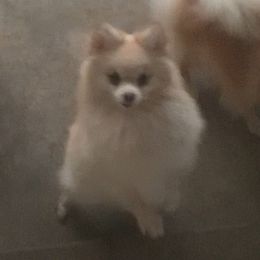 Candi - Pomeranian