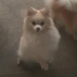 Candi - Pomeranian