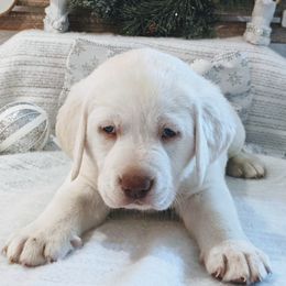 Labrador Retrievers from AKC White English Labrador Pups