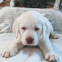 Labrador Retrievers from AKC White English Labrador Pups