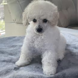 Whity - Cream male Poodle puppy in Wichita, Kansas from Adagio Toy Poodles