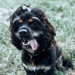 Pepper - Cocker Spaniel