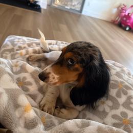 Daisy Moo - Dapple female Dachshund puppy in Morristown, Tennessee from Hillside Hounds