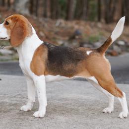 Paisley - Beagle