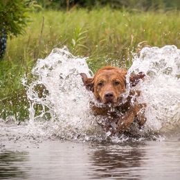 Chesapeake Bay Retrievers from Rippling Waters Chesapeakes