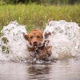 Chesapeake Bay Retrievers from Rippling Waters Chesapeakes