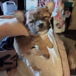 Sammy - Gold male Yorkshire Terrier puppy in Rogersville, Tennessee from Guys'N' Dolls Yorkshire Terriers