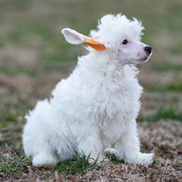 Valentino - White male Chinese Crested puppy in Kentucky from Qilin Chinese Crested