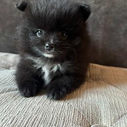 Tux - Black male Pomeranian puppy in El Sobrante, California from Little Lovers Kennels, LLC