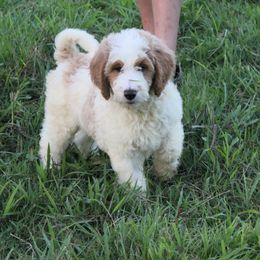 Miles - Merle male Goldendoodle puppy in Charleston, Arkansas from Lazy S Aussies