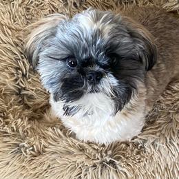 Shih Tzu Puppies from Willow Lane Shih Tzus