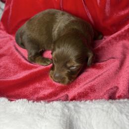 Nesquick - Chocolate and tan male Dachshund puppy in St Johns, Arizona from Glamorous Doxies