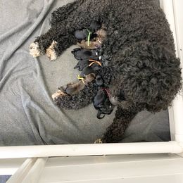 Boy 4 - male Portuguese Water Dog puppy in Grants Pass, Oregon from Rogue River Portuguese Water Dogs