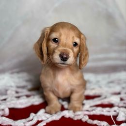 Latte - Cream female Dachshund puppy in Kingman, Arizona from Diddle Bros Dachshunds